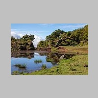 Madeira_2019_11_19_1518_Fanal-Lorbeerwald-Wanderung_IMG_9819.jpg